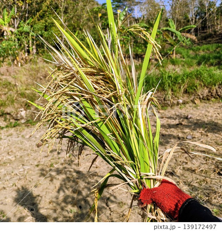hands holding rice plants that are being harvested hands holding rice plants that are being harvested 139172497