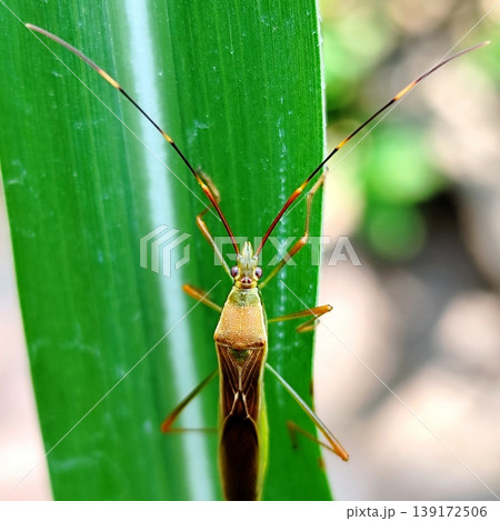 stinging grasshopper is perched on the leaves of a rice plant stinging grasshopper is perched on the leaves of a rice plant 139172506