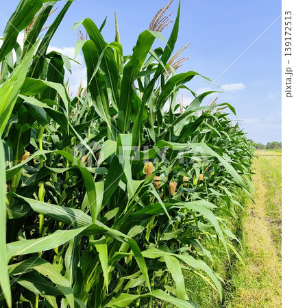 green  corn field under the hot sun and blue sky 139172513
