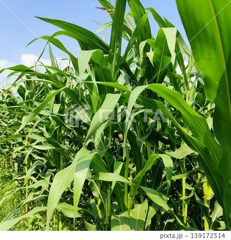 green  corn field under the hot sun and blue sky 139172514