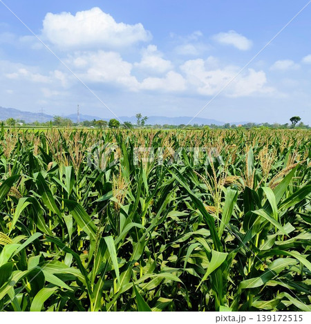 green  corn field under the hot sun and blue sky 139172515