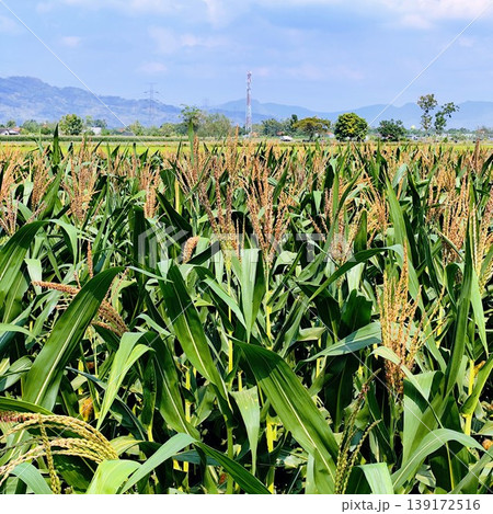 green  corn field under the hot sun and blue sky 139172516