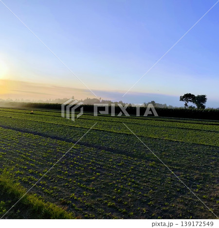 The sun sets over a peanut plantation that has just grown with small leaves and stems in rural Yogyakarta, beautiful and peaceful natural atmosphere The sun sets over a peanut plantation that has just grown with small leaves and stems in rural Yogyakarta, beautiful and peaceful natural atmosphere 139172549