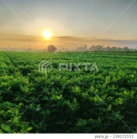 The sun sets over the lush and dense peanut plantations in the countryside, the fading sunlight and the beautiful green plants create a calm and peaceful mood The sun sets over the lush and dense peanut plantations in the countryside, the fading sunlight and the beautiful green plants create a calm and peaceful mood 139172553