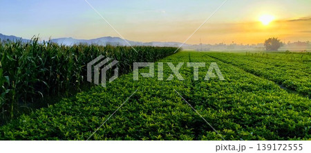 The sun sets over peanut and corn plantations in rural Asia, the natural atmosphere is beautiful and peaceful The sun sets over peanut and corn plantations in rural Asia, the natural atmosphere is beautiful and peaceful 139172555