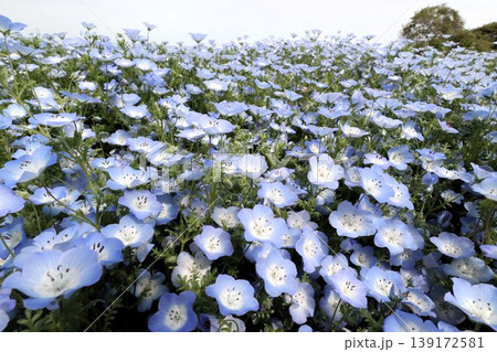 花壇の花:ネモフィラの花:MAISHIMA:ネモフィラの花祭り 花壇の花:ネモフィラの花:MAISHIMA:ネモフィラの花祭り 139172581