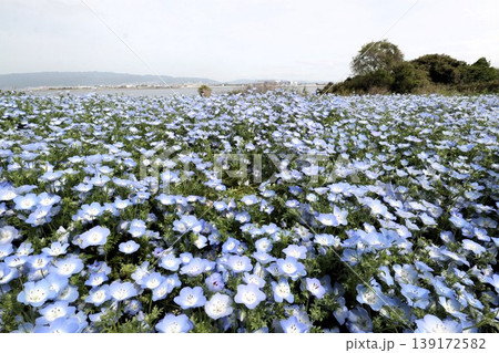 花壇の花:ネモフィラの花:MAISHIMA:ネモフィラの花祭り 花壇の花:ネモフィラの花:MAISHIMA:ネモフィラの花祭り 139172582