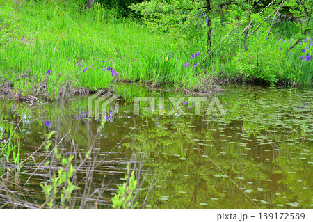 新緑の水辺の植物　八色の森公園　　　 139172589