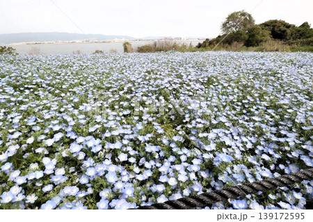 花壇の花：ネモフィラの花：MAISHIMA：ネモフィラの花祭り 139172595