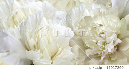 Floral spring background. Peonies flowers and petals flowers. Close-up. Greeting card. Nature. Floral spring background. Peonies flowers and petals flowers. Close-up. Greeting card. Nature. 139172604