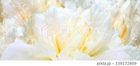 Floral background.  Peoni flower and petals flowers. Close-up.   Nature. 139172609