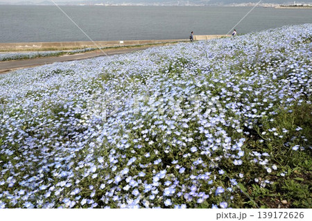 花壇の花:ネモフィラの花:MAISHIMA:ネモフィラの花祭り 花壇の花:ネモフィラの花:MAISHIMA:ネモフィラの花祭り 139172626