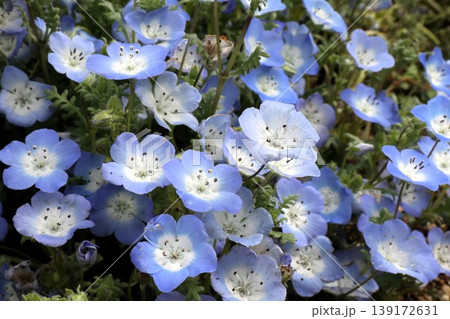 花壇の花:ネモフィラの花:MAISHIMA:ネモフィラの花祭り 花壇の花:ネモフィラの花:MAISHIMA:ネモフィラの花祭り 139172631