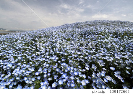花壇の花:ネモフィラの花:MAISHIMA:ネモフィラの花祭り 花壇の花:ネモフィラの花:MAISHIMA:ネモフィラの花祭り 139172665