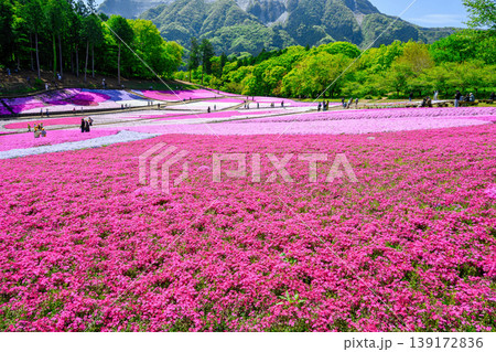 秩父市 武甲山の麓 羊山公園 春の芝桜の丘 秩父市 武甲山の麓 羊山公園 春の芝桜の丘 139172836