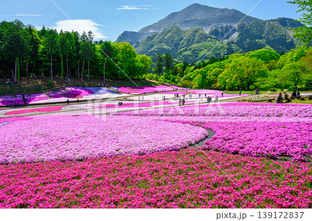 秩父市 武甲山の麓 羊山公園 春の芝桜の丘 秩父市 武甲山の麓 羊山公園 春の芝桜の丘 139172837