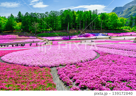 秩父市 武甲山の麓 羊山公園 春の芝桜の丘 秩父市 武甲山の麓 羊山公園 春の芝桜の丘 139172840