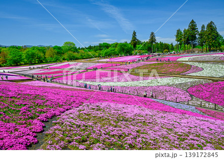 秩父市 武甲山の麓 羊山公園 春の芝桜の丘 秩父市 武甲山の麓 羊山公園 春の芝桜の丘 139172845