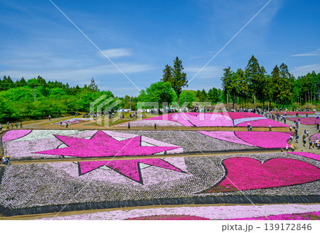 秩父市　武甲山の麓　羊山公園　春の芝桜の丘　 139172846