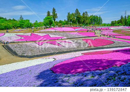 秩父市　武甲山の麓　羊山公園　春の芝桜の丘　 139172847