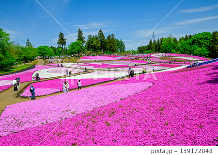 秩父市　武甲山の麓　羊山公園　春の芝桜の丘　 139172848