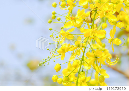 Golden shower , Cassia fistula or pudding pipe tree or Cassia fistula Linn and sky 139172950