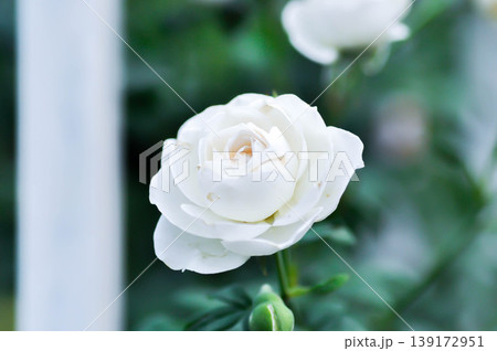 briosa rose , white rose or Garden roses , zaide rose or William Christie Rose or Mary Rose or Rosa damascena Mill or Rose or Damask rose or Rosaceae or white flower 139172951