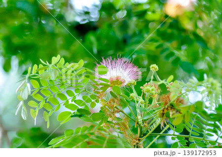 Rain tree or Samanea saman, LEGUMINOSAE MIMOSOIDEAE and flower 139172953