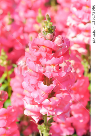 Antirrhinum majus Early Potomac Pink, Potomac Pink Snapdragon or Pink Snapdragon or Antirrhinum majus or Plantaginaceae or Snapdragon or pink flower Antirrhinum majus Early Potomac Pink, Potomac Pink Snapdragon or Pink Snapdragon or Antirrhinum majus or Plantaginaceae or Snapdragon or pink flower 139172966