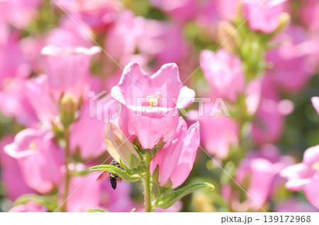 Campanula medium Campana Pink or Bellflower or Campanula medium Champion or Campanulaceae or Canterbury Bells or pink flower Campanula medium Campana Pink or Bellflower or Campanula medium Champion or Campanulaceae or Canterbury Bells or pink flower 139172968