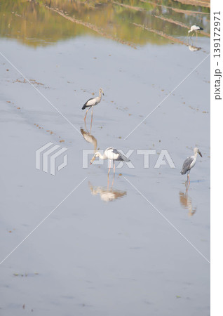 Anastomus oscitans, Asian openbill or Asian Openbill stork or Ciconia boyciana or  Oriental stork or bird 139172971