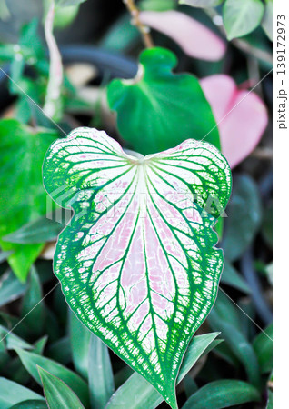 Caladium ,Caladium ThaiBeauty or Dieffenbachia seguine or Caladium bicolor or Araceae or pink leaf 139172973