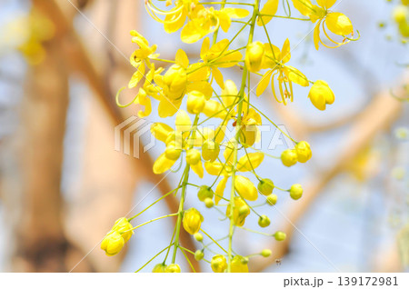 Golden shower , Cassia fistula or pudding pipe tree or Cassia fistula Linn and sky 139172981
