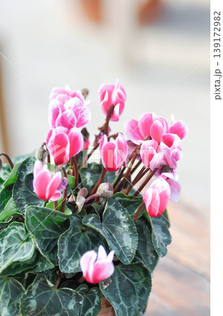 Cyclamen persicum, Florists Cyclamen or Cyclamen , Cyclamen persicum Mill or Primulaceae or pink and white flower or pink flower 139172982