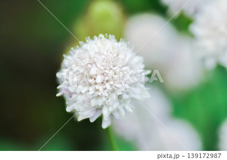 Sweet scabious or DIPSACACEAE, Kudo White or Scabiosa atropurpurea or Scabiosa columbaria or Scabiosa columbaria Kudo White or Scabiosa siamensis  Craib or white flower 139172987