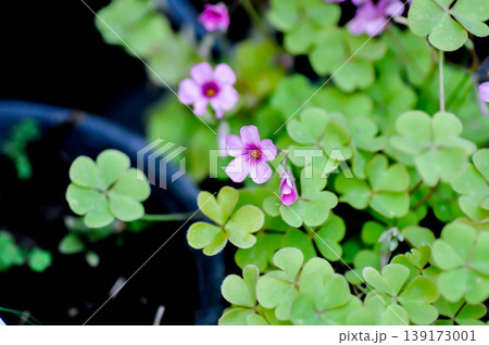 Oxalis, Oxalidaceae or Oxalis articulata or Oxalis corymbosa DC or Oxalis crassipes Rosea or Oxalis debilis or Pink sorrel or Wood Sorrel or purple flower Oxalis, Oxalidaceae or Oxalis articulata or Oxalis corymbosa DC or Oxalis crassipes Rosea or Oxalis debilis or Pink sorrel or Wood Sorrel or purple flower 139173001