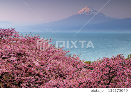 静岡県沼津市井田 斜面の満開の早咲き河津桜と駿河湾と夕暮れの冠雪した紅富士の景色 静岡県沼津市井田 斜面の満開の早咲き河津桜と駿河湾と夕暮れの冠雪した紅富士の景色 139173049