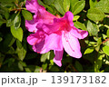 山田池公園 139173182