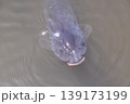 山田池公園 139173199