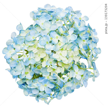 白背景に切り抜かれた青いアジサイ(紫陽花)の造花 白背景に切り抜かれた青いアジサイ(紫陽花)の造花 139173204