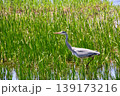 山田池公園 139173216