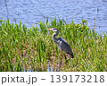 山田池公園 139173218