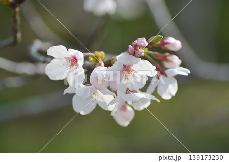 桜の里の桜 桜の里の桜 139173230
