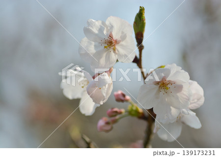 桜の里の桜 桜の里の桜 139173231