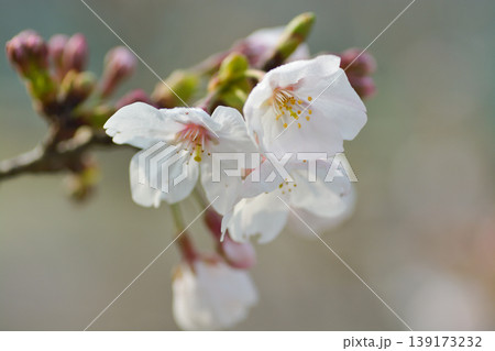 桜の里の桜 桜の里の桜 139173232