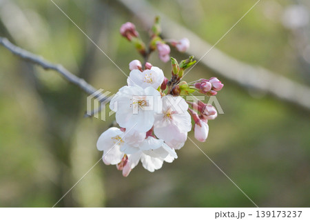 桜の里の桜 桜の里の桜 139173237