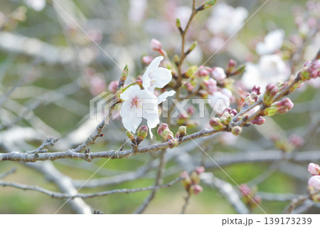 桜の里の桜 139173239