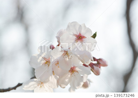 桜の里の桜 桜の里の桜 139173246