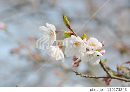 桜の里の桜 桜の里の桜 139173248