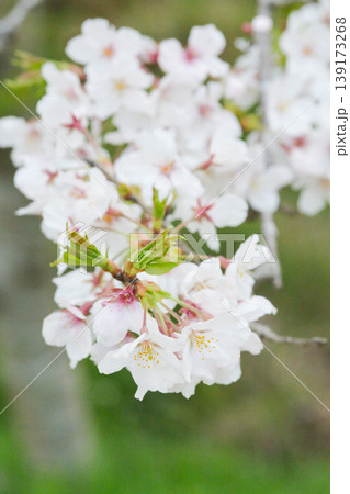 桜の里の桜 139173268